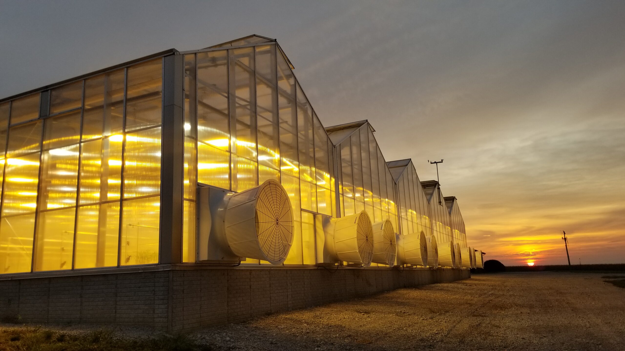 Genective Poised for Commercial Success After Pipeline Delivered Breakthrough Insect Control Results